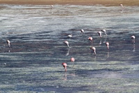 noch mehr Flamingos...